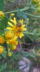 Euphoria subtomentosa