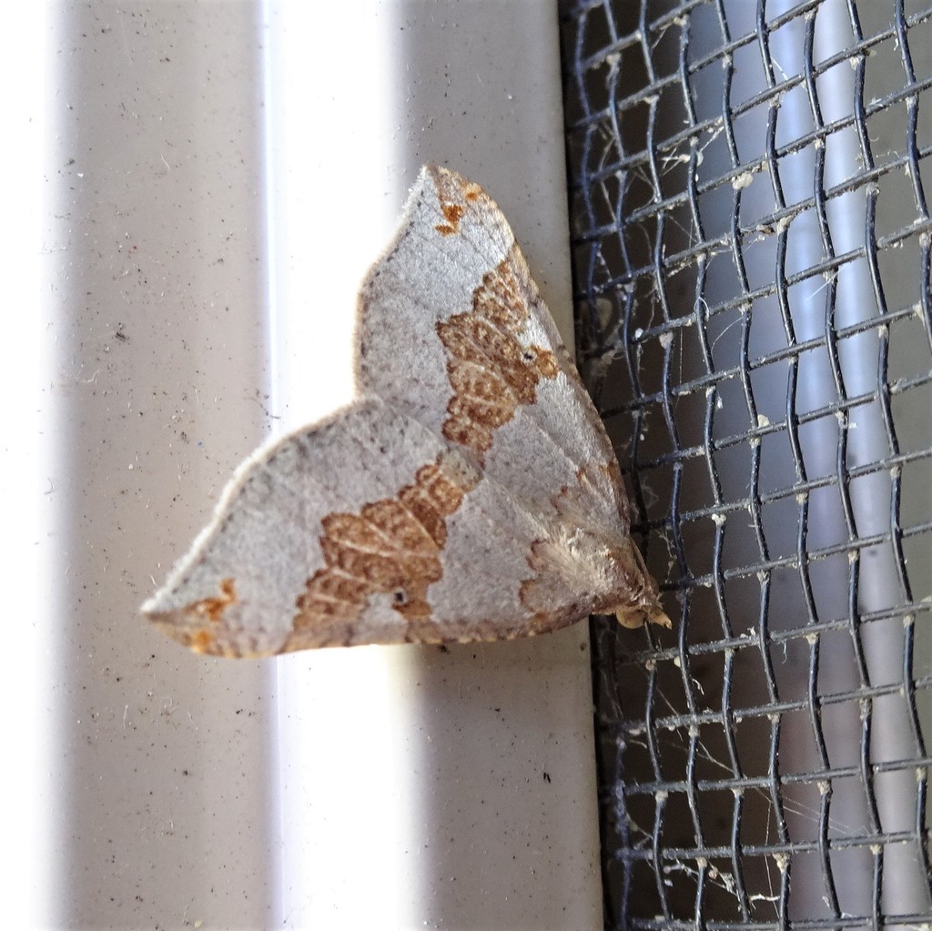 Anachloris uncinata