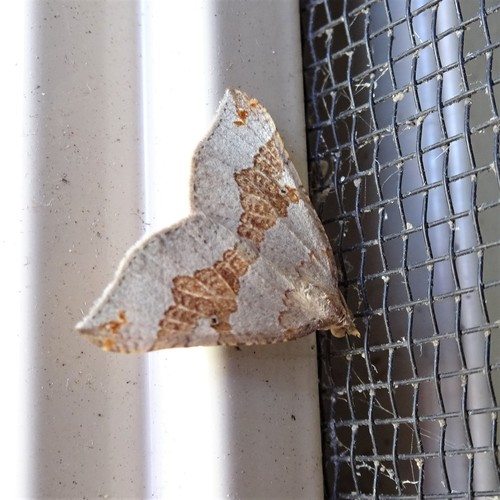 Anachloris uncinata (Guenée)