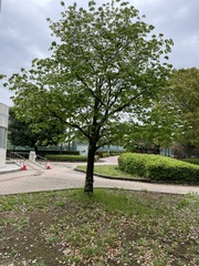 Cornus florida