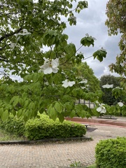 Cornus florida