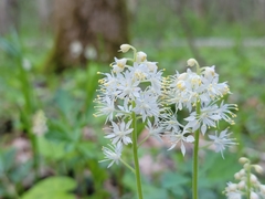 Tiarella stolonifera