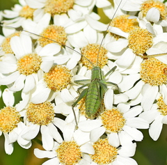 Poecilimon macedonicus