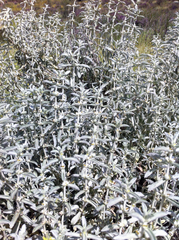 Mercurialis tomentosa