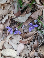 Iris rossii