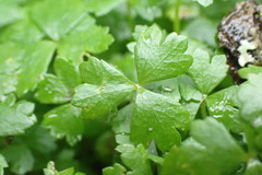 Hydrocotyle tripartita