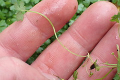Hydrocotyle tripartita