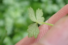 Hydrocotyle tripartita