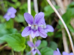 Viola × brauniae