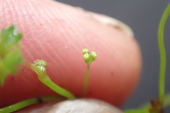 Hydrocotyle tripartita
