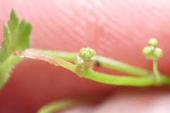 Hydrocotyle tripartita