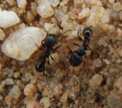 Tetramorium solidum
