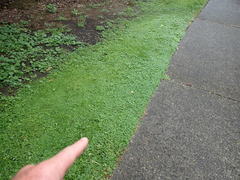 Hydrocotyle tripartita