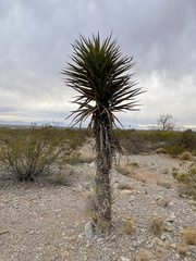 Yucca torreyi
