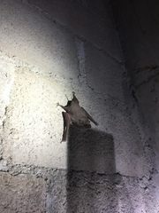 Taphozous perforatus