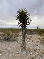 Yucca torreyi