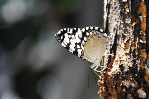 Guatemalan Cracker