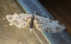 Eupithecia ravocostaliata