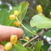 Coprosma macrocarpa - Photo (c) Dave Holland, some rights reserved (CC BY-NC), uploaded by Dave Holland