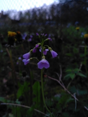 Cardamine pratensis