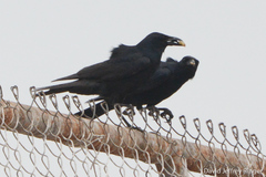 Corvus imparatus