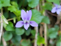 Viola × brauniae