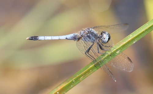 Little Blue Dragonlet photo 4