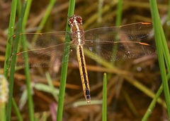 Libellula auripennis