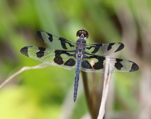 Banded Pennant photo 3