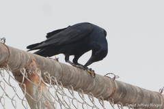 Corvus imparatus