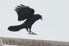 Corvus imparatus