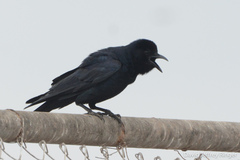 Corvus imparatus