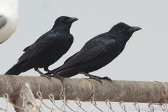 Corvus imparatus