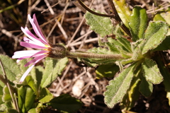 Mairia purpurata