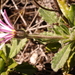 Hairy Fire-Aster - Photo (c) Nick Helme, some rights reserved (CC BY-SA), uploaded by Nick Helme