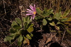 Mairia purpurata