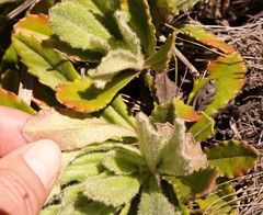Mairia purpurata