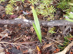 Trachycarpus fortunei