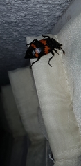 Nicrophorus mexicanus