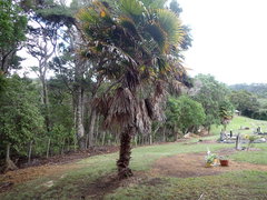 Trachycarpus fortunei