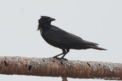 Corvus imparatus