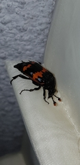 Nicrophorus mexicanus