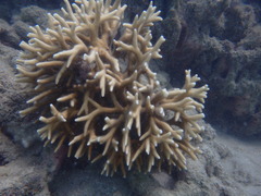 Millepora tenera