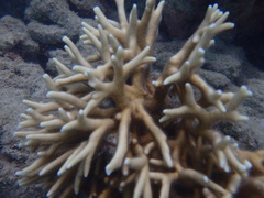 Millepora tenera