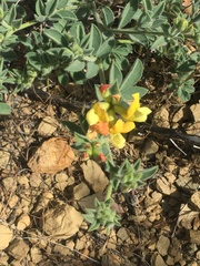 Acmispon grandiflorus