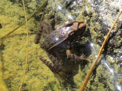 Lithobates neovolcanicus