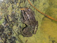 Lithobates neovolcanicus