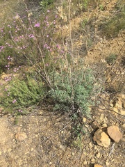 Ehrendorferia chrysantha