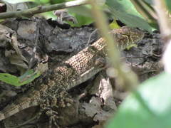 Sceloporus utiformis