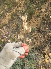 Ehrendorferia chrysantha